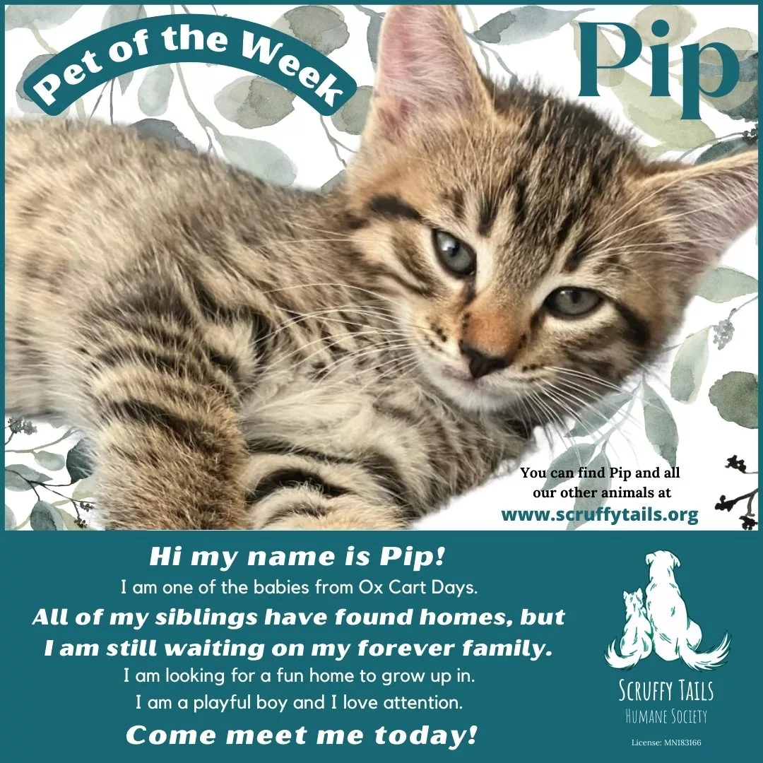 pip_pet_of_the_week_1565830