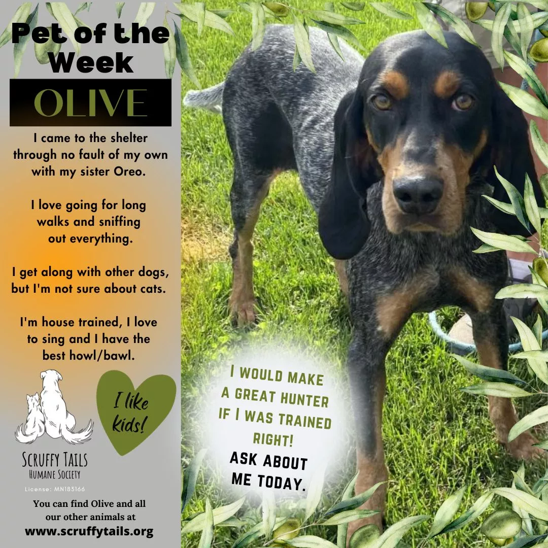 olive_pet_of_the_week294738
