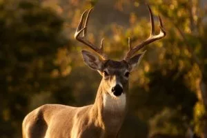 deer-hunting-e1697744555692246763