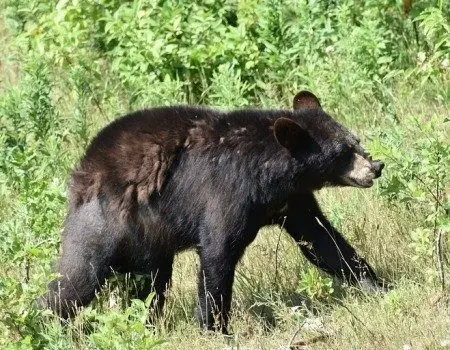black-bear601832