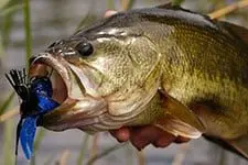 caughtbass510500