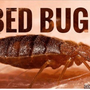 bed-bug-cdc