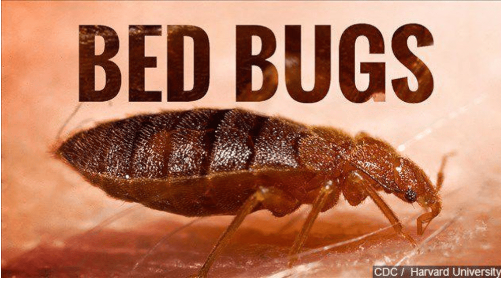 ingestor_03-11-2020-10-52-19_bed-bug-cdc