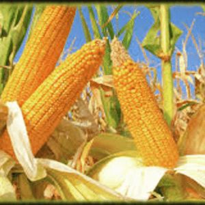 ingestor_05-05-2020-22-55-21_corn-cob-field