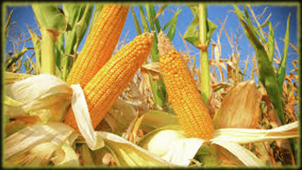 ingestor_05-05-2020-22-55-21_corn-cob-field