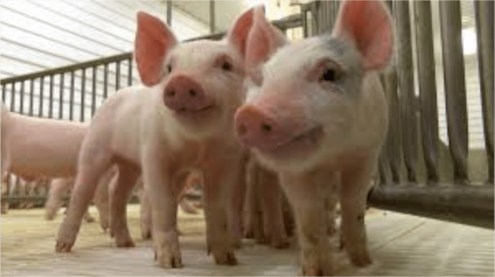 pork-pigs-agriculture
