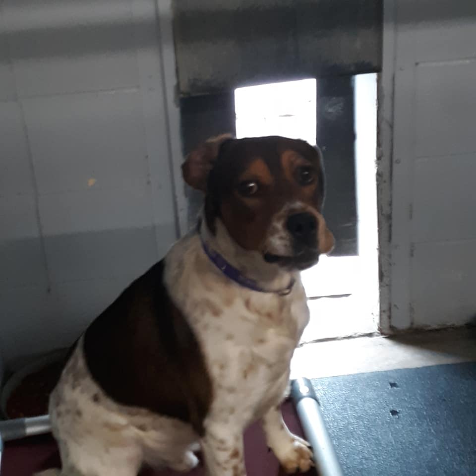 ingestor_06-18-2020-19-51-59_dogs-5