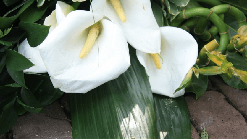 peace-lily-1000x563