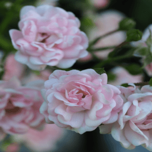 ingestor_07-11-2020-19-46-42_pink-flowers-funeral-obit