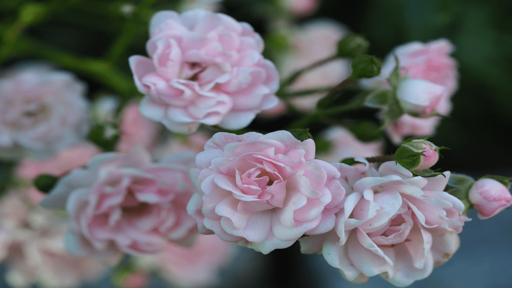 ingestor_07-11-2020-19-46-42_pink-flowers-funeral-obit