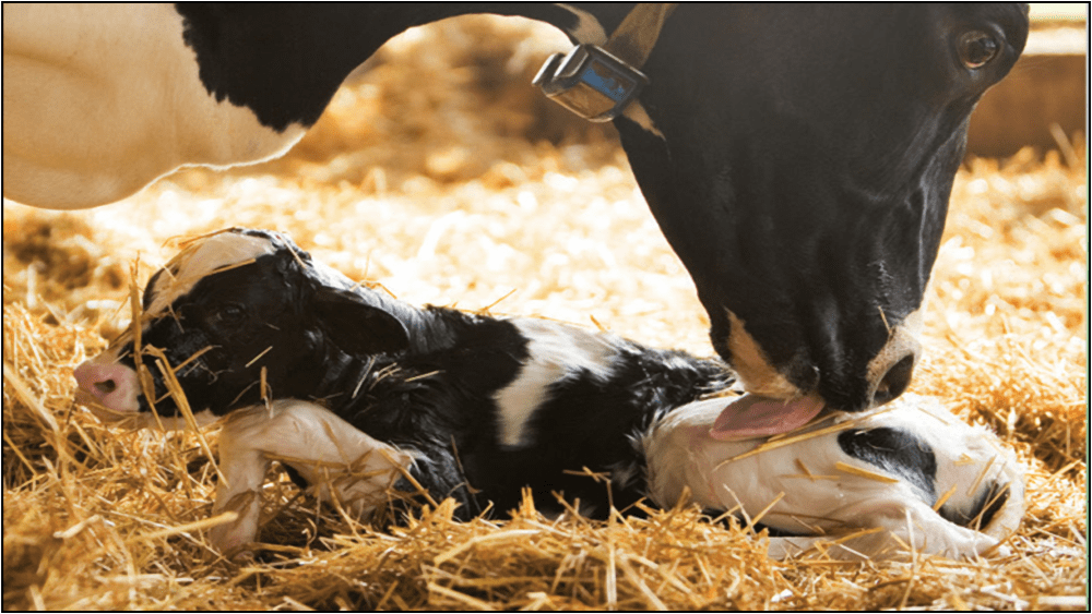 1-healthy-newborn-calf