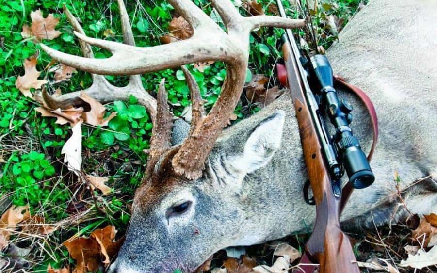 deer-harvest-pic-11-28-19