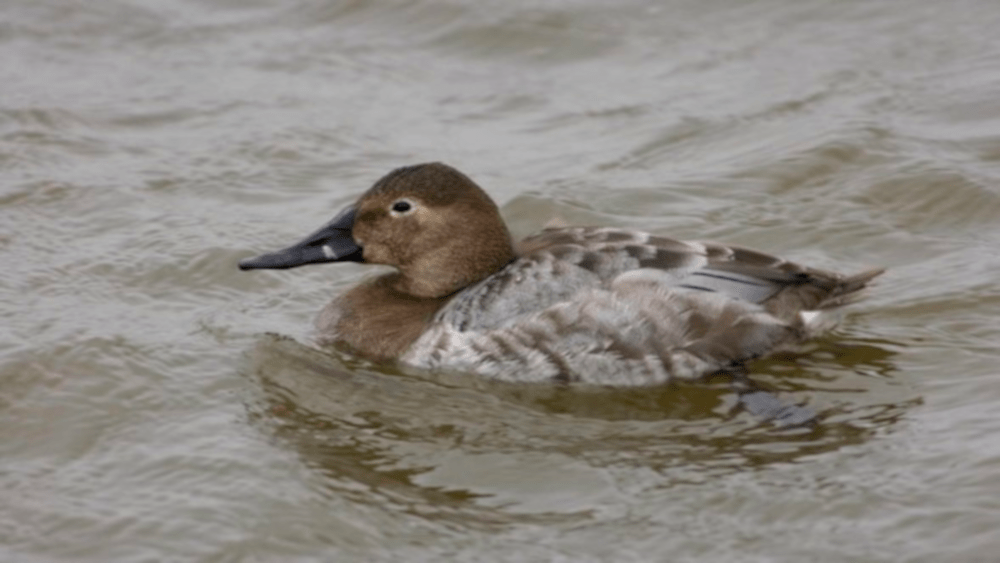 mdc-duck-pic-8-17-20