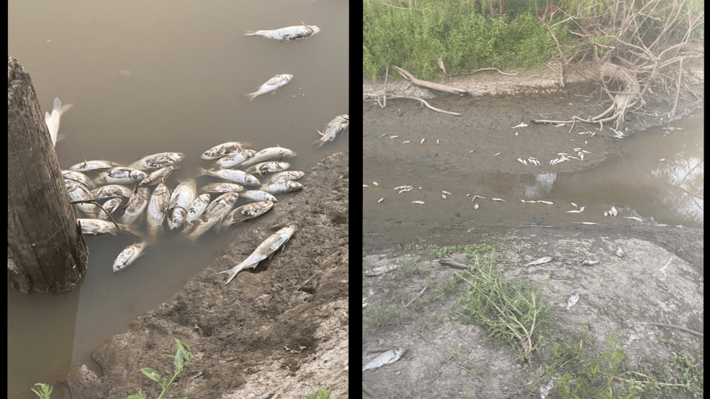 mdc-fish-kill