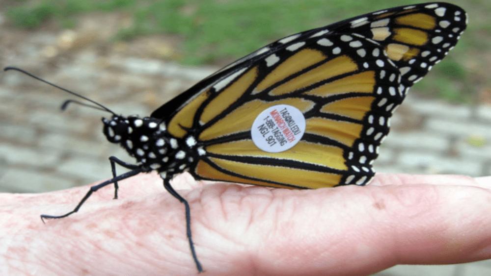 monarch-butterfly