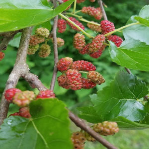 wild-edibles-9-14-20