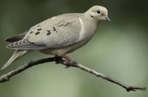 Mourning Dove-MDC