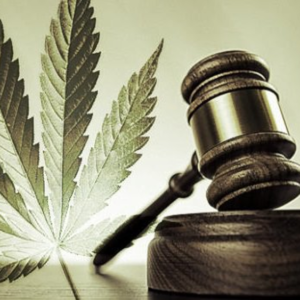 marijuana-court
