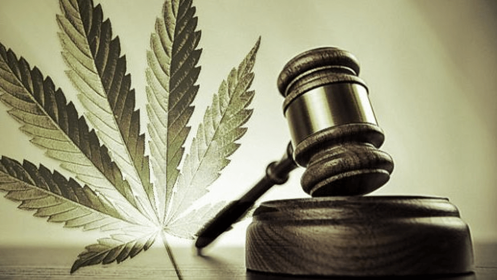 marijuana-court