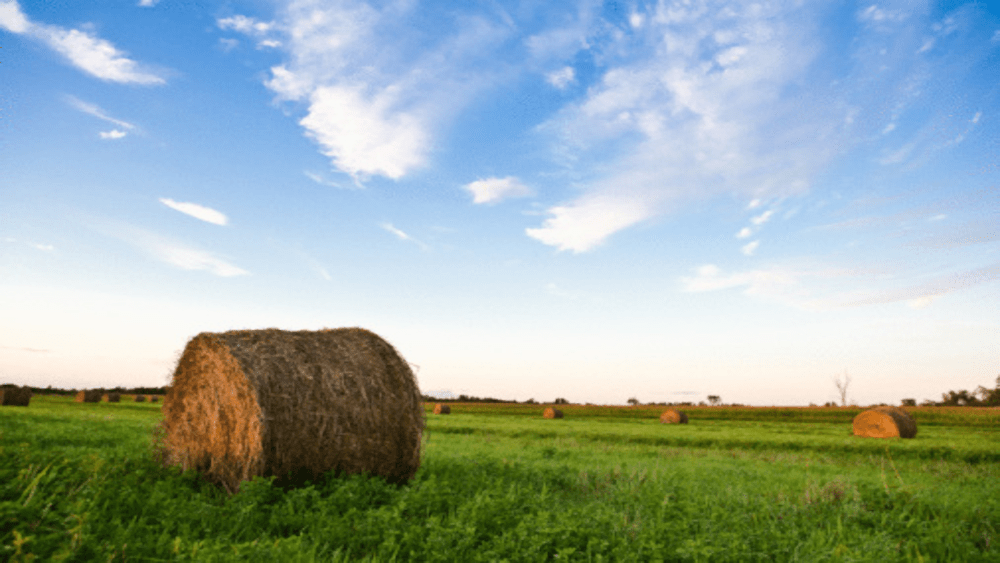 hay-bales-field
