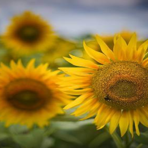 sunflowers-1