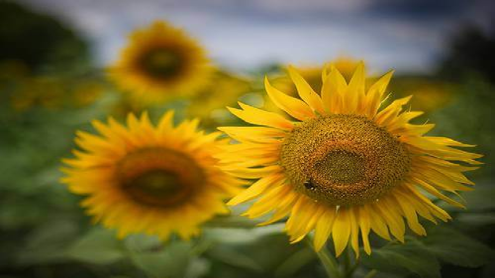 sunflowers-1