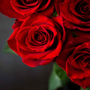 red-roses-1000x563