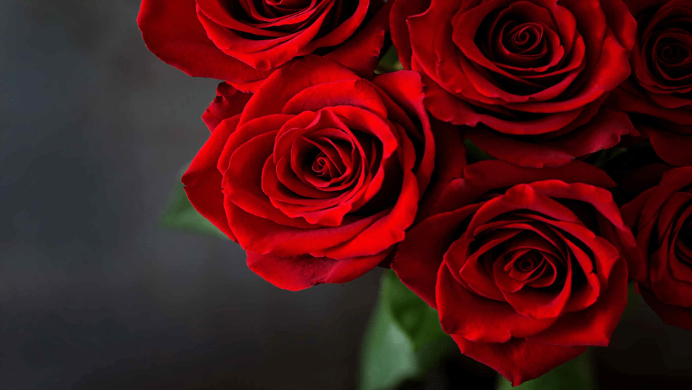 red-roses-1000x563