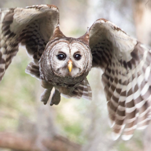 barred-owl