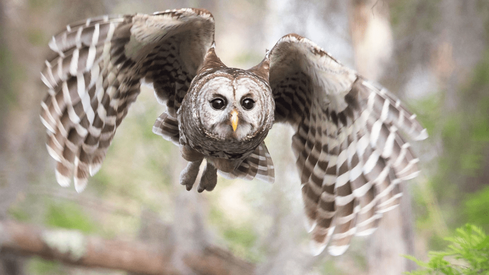 barred-owl