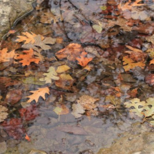 fall-leaves-in-water