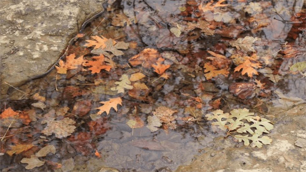fall-leaves-in-water