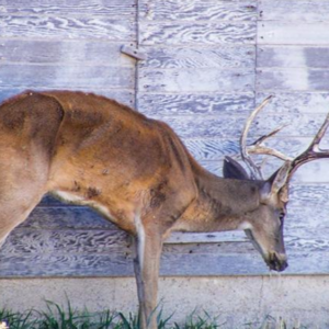 deer-chronic-wasting-disease