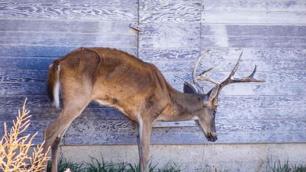 deer-chronic-wasting-disease
