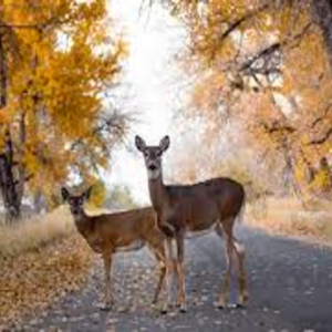 deer-in-road