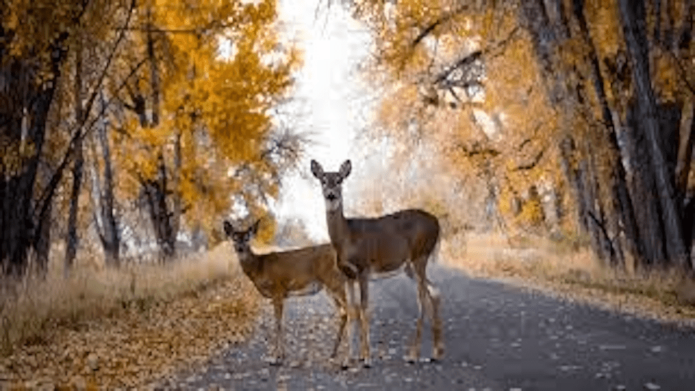 deer-in-road