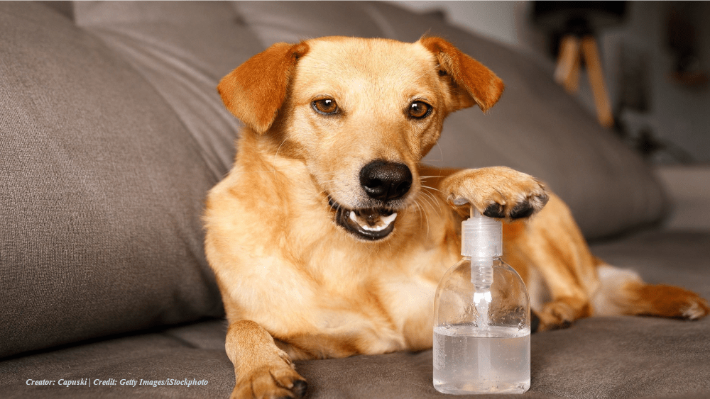 dog-and-sanitizer