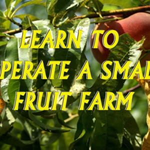 fruit-farm-learn-to-operate