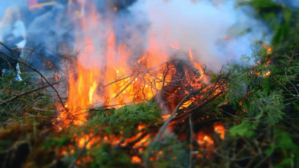 leaves-brush-fire-1000x563