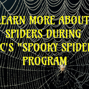 spooky-spiders-mdc