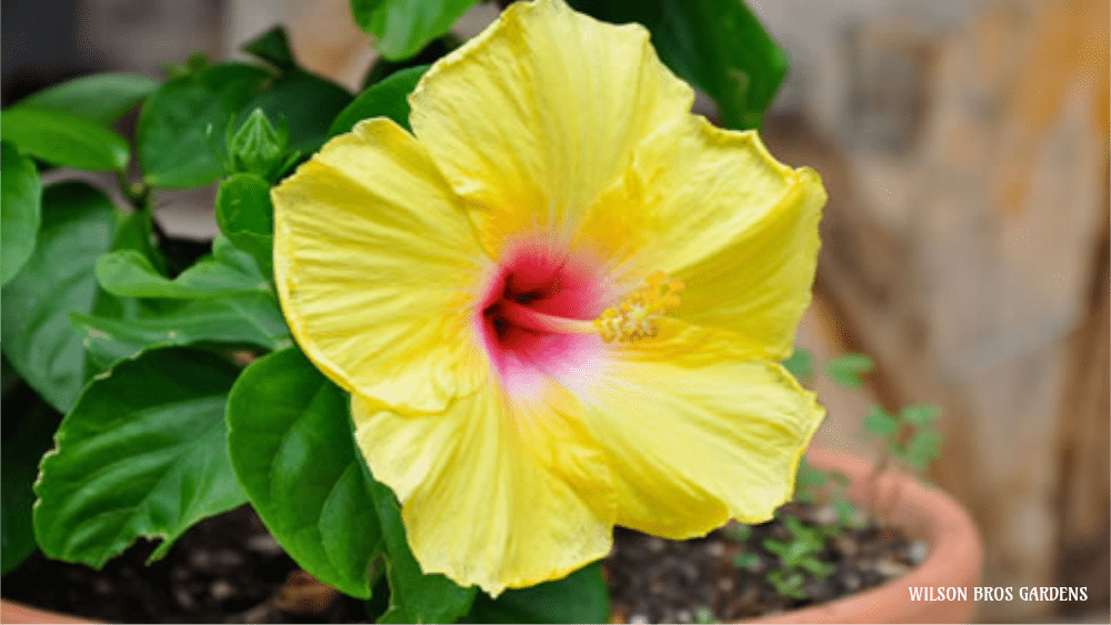 tropical-flower-overwinter