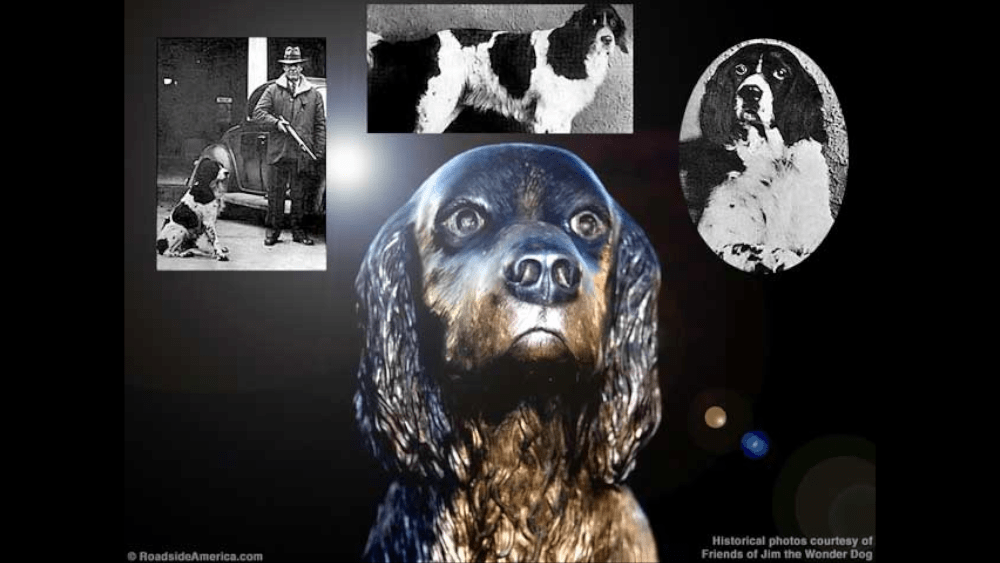 JIM THE WONDER DOG TO BE HONORED ON 98TH BIRTHDAY | KMMO - Marshall, MO