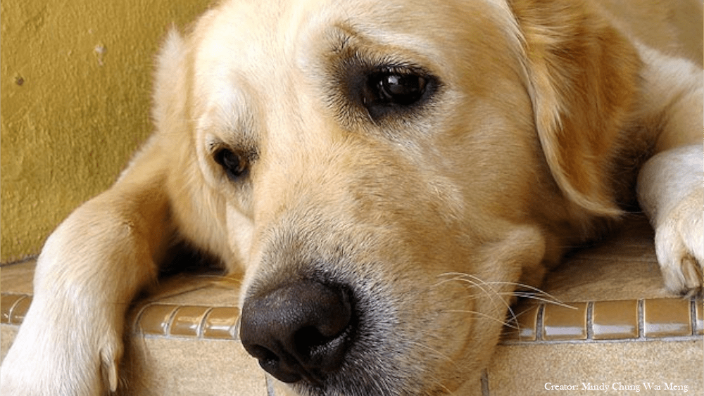 lost-dog
