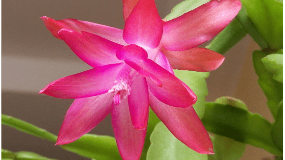 christmas-cactus-cacti-plant-holiday-cactus-1000x563