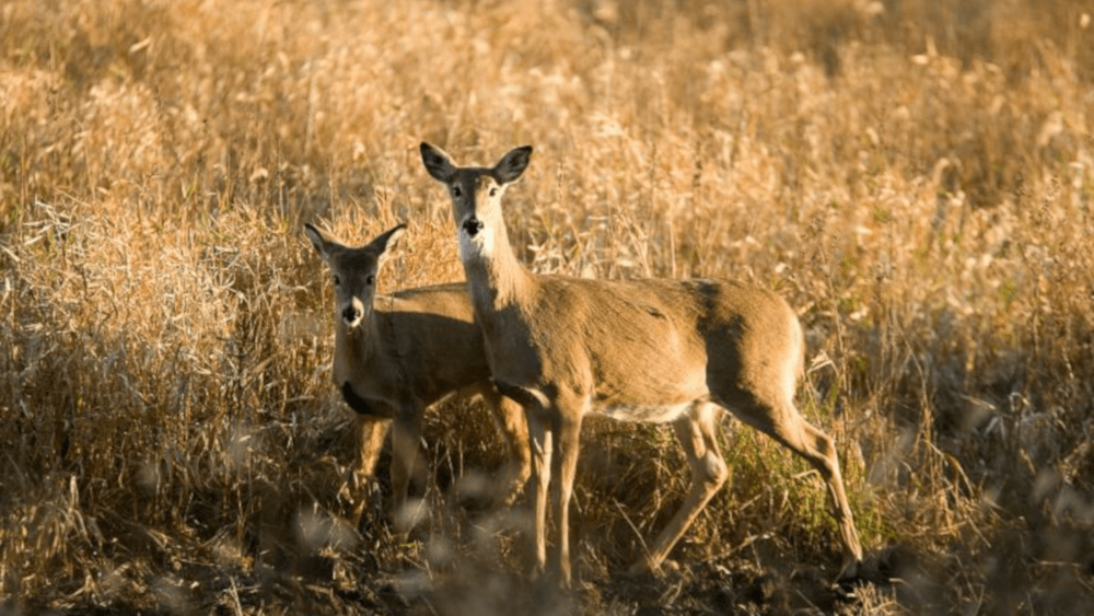 MDC REPORTS DEER HARVEST DURING ALTERNATIVE-METHODS PORTION OF HUNTING ...