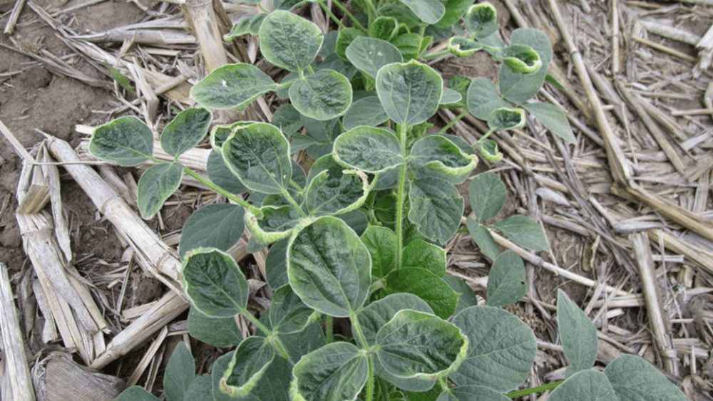 dicamba-damage-12-30-20