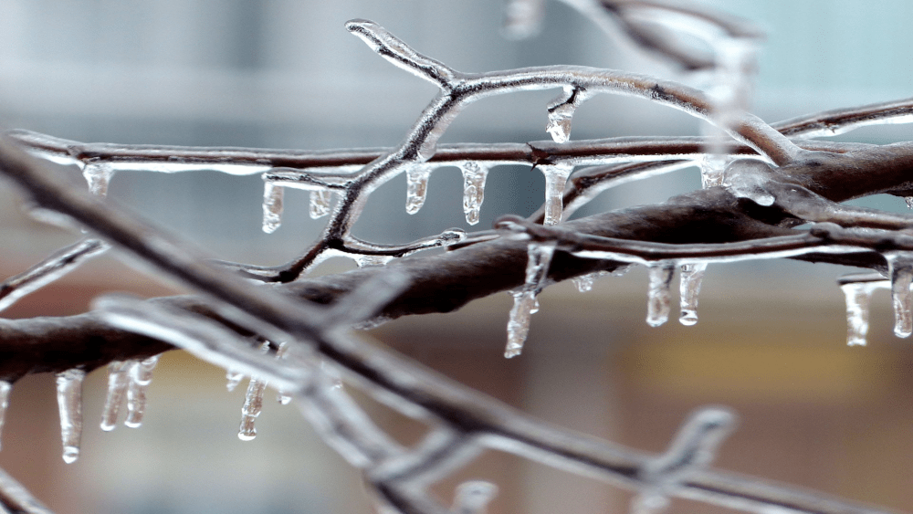 icy-tree-1-4-21