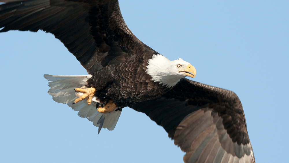 bald-eagle