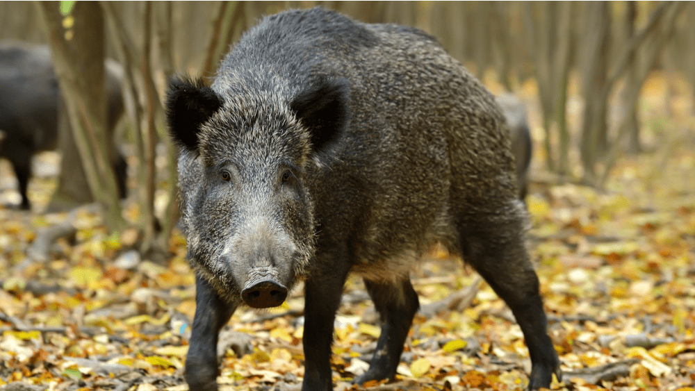 feral-hogs