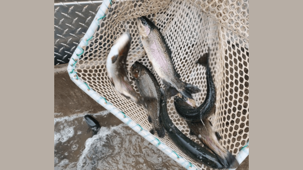 ICE DELAYS MDC TROUT STOCKINGS FOR WINTER FISHING IN THE KANSAS CITY